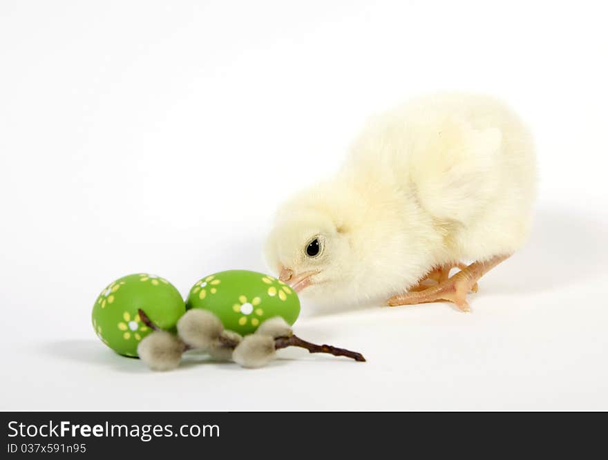 The Easter living chicken and twig of the willow. The Easter living chicken and twig of the willow