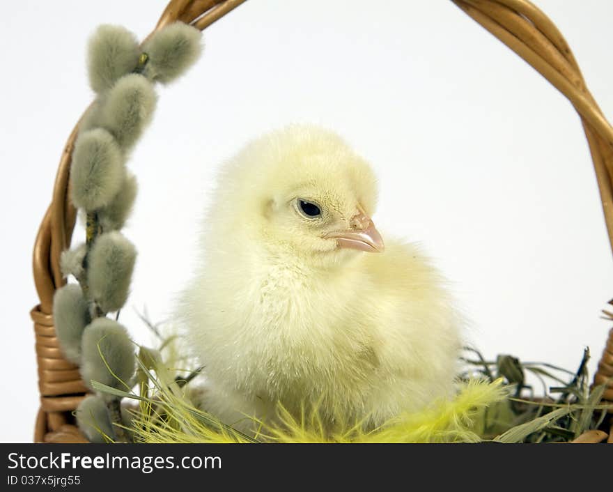 The Easter basket with the living chicken and catkins. The Easter basket with the living chicken and catkins