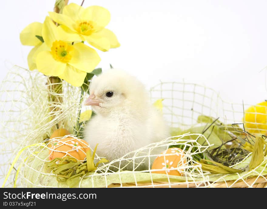 The Easter basket with the living chicken and flowers. The Easter basket with the living chicken and flowers