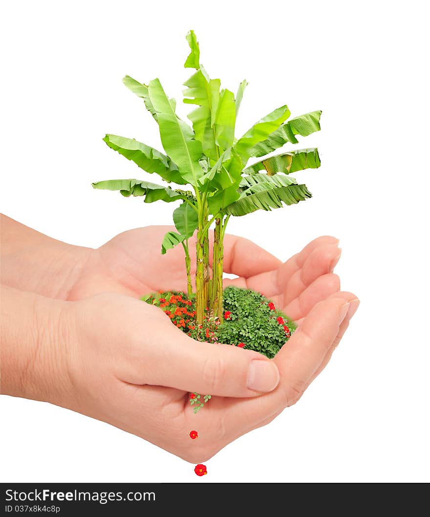 Human hands hold and preserve a young plant. Human hands hold and preserve a young plant