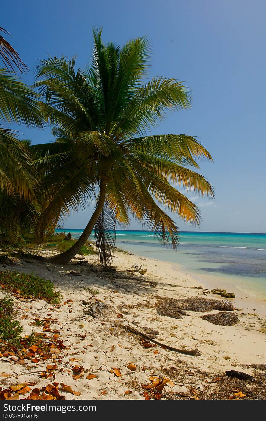 Palm tree on the shore of the beach