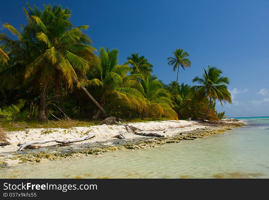 Palm trees on the shore of the beach