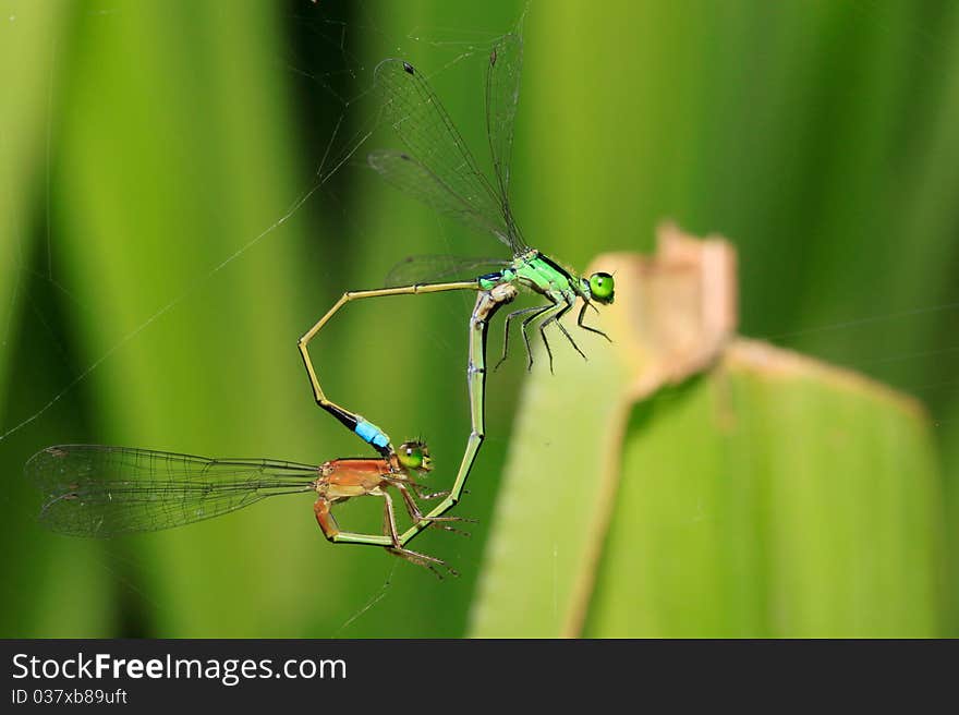 Damselflies caught in the act of mating