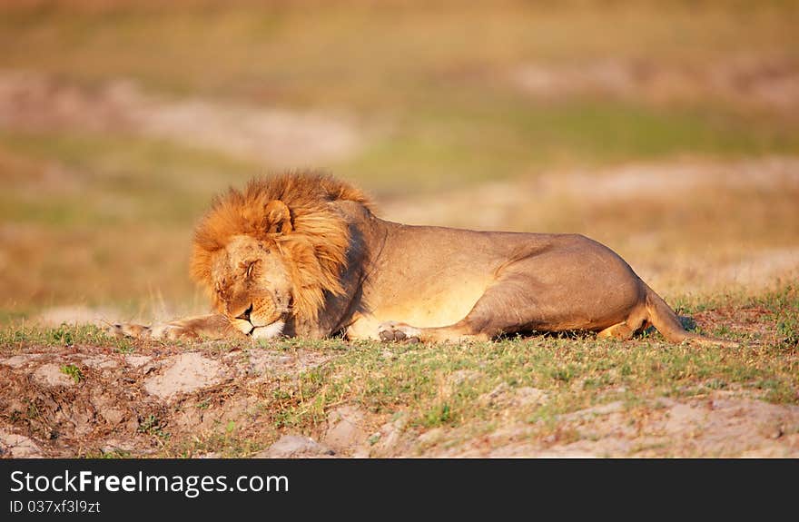 Lion (panthera leo) with many scratches on his face sleeping in savannah in Botswana. Lion (panthera leo) with many scratches on his face sleeping in savannah in Botswana