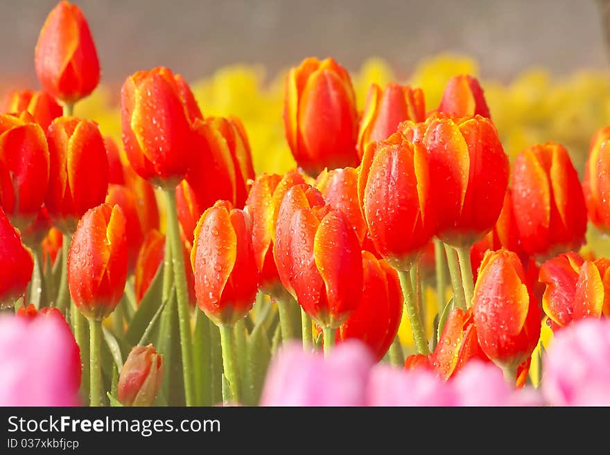 Red tulips and drop of water on tulips.