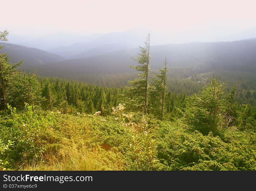 Beautiful forest in mountains