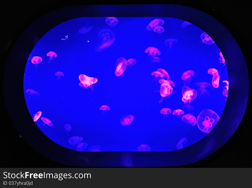 Group Of Jellyfish