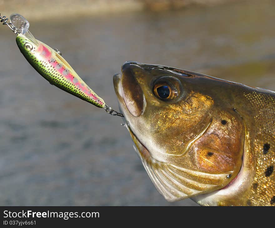 Fishing - big trout catched on lure