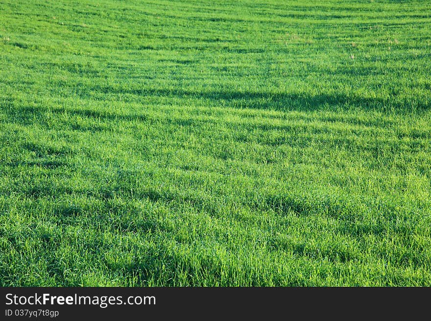 Bright green meadow.