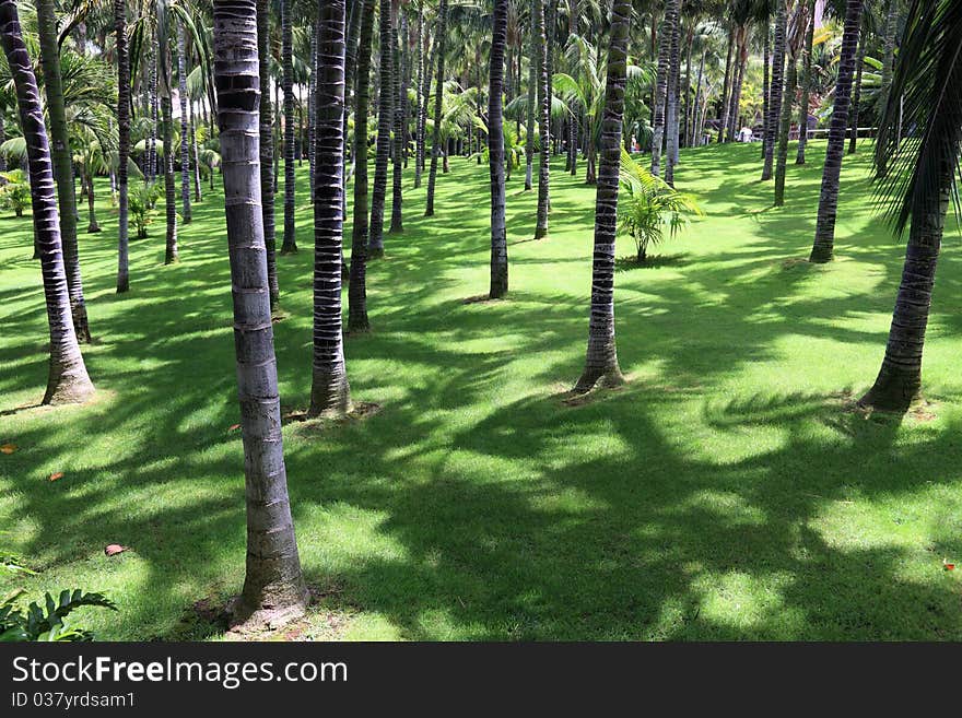 Palm trees park.