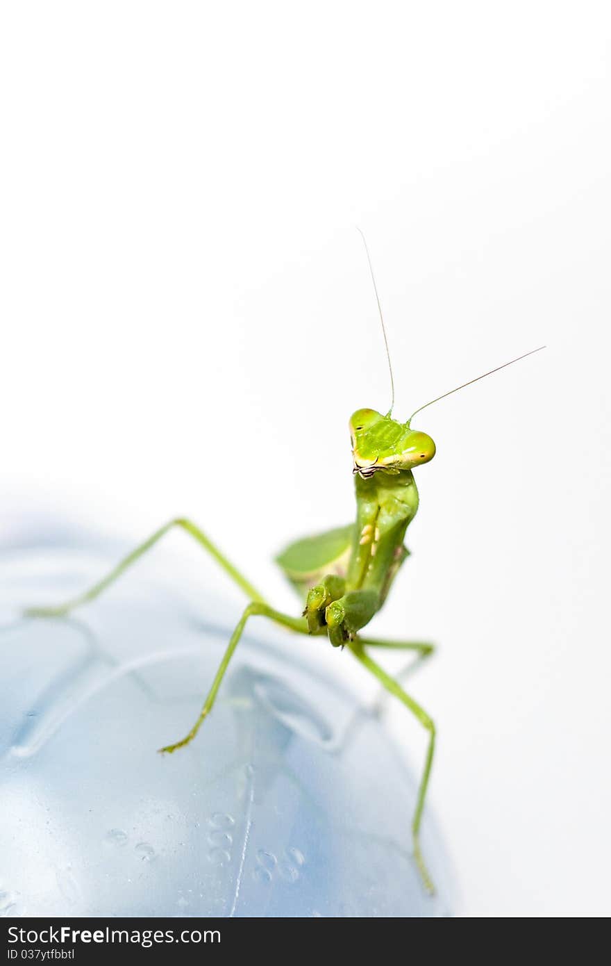 Green Praying mantis take smilly on