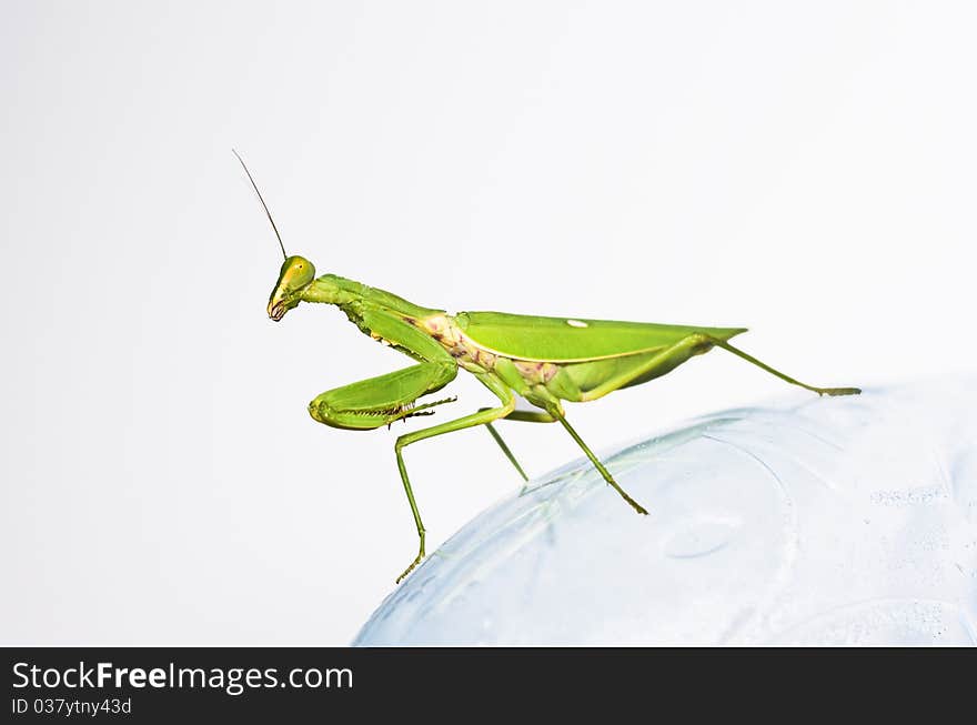 Green Praying mantis take smilly on transparent ground. Green Praying mantis take smilly on transparent ground