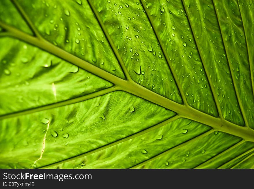 Hiding under the leaf to be protected by the rain