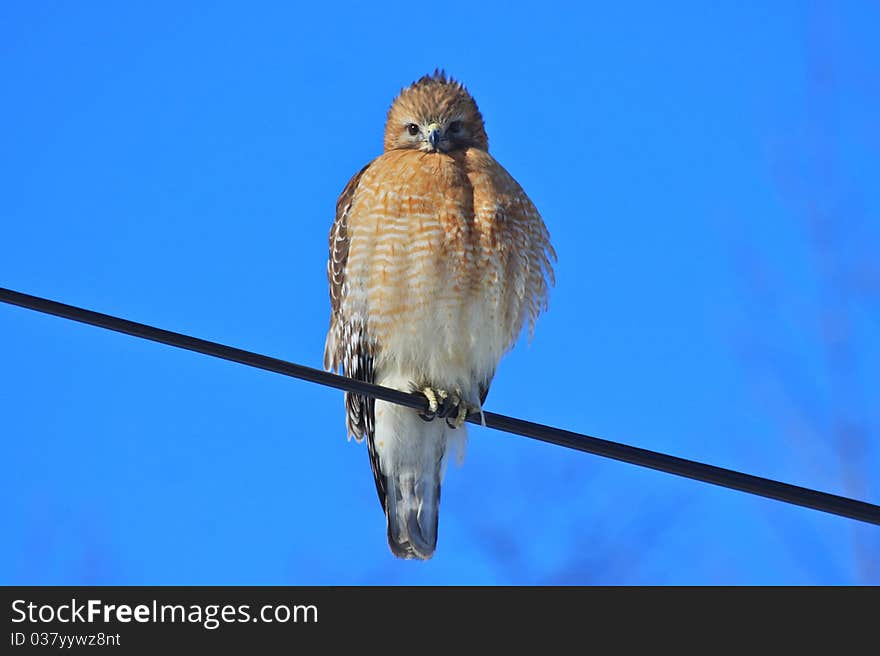 Red-shouldered Hawk Stare