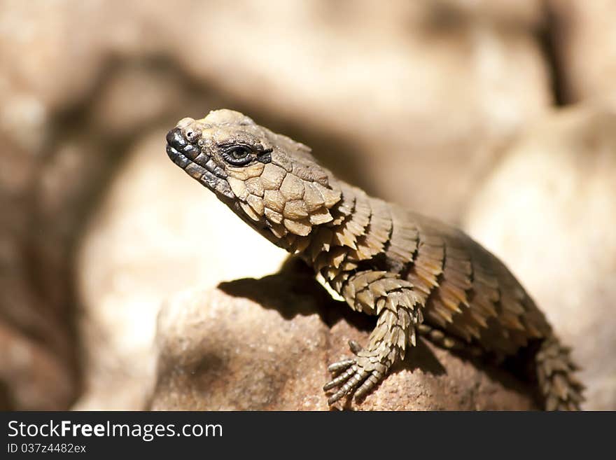 Lizzard baking in the sun