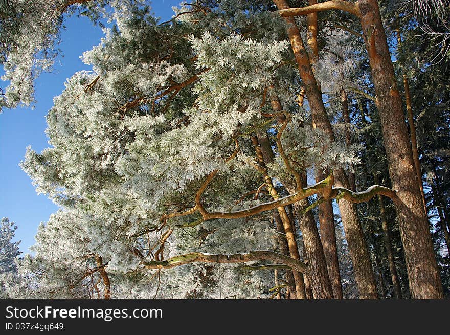 Pine trunks during the winter