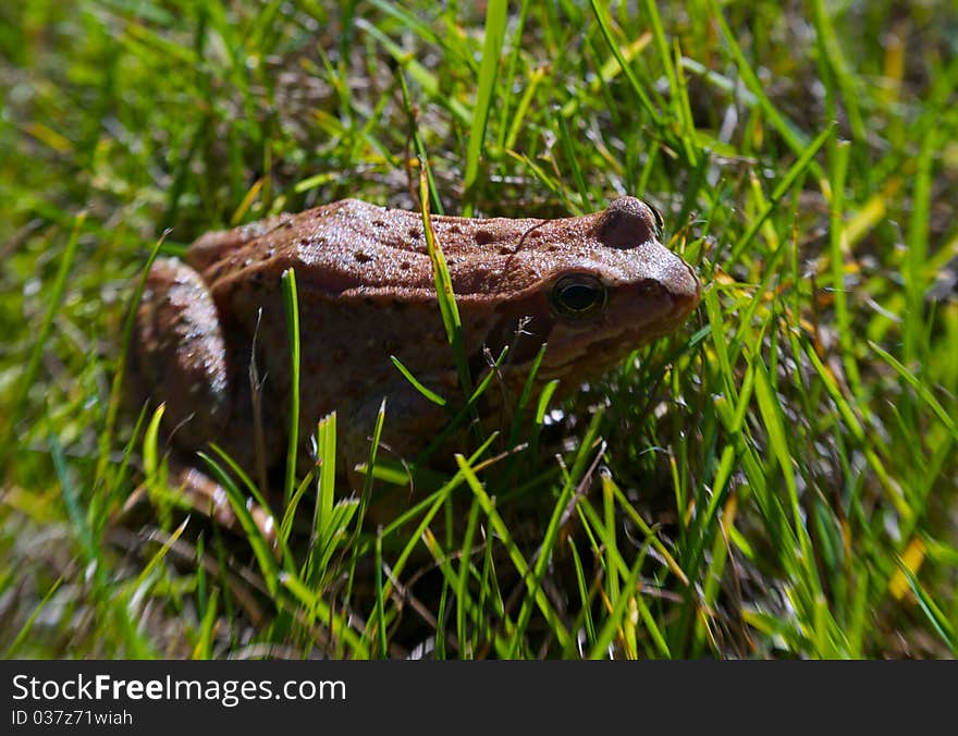 Frog in the grass a soft background