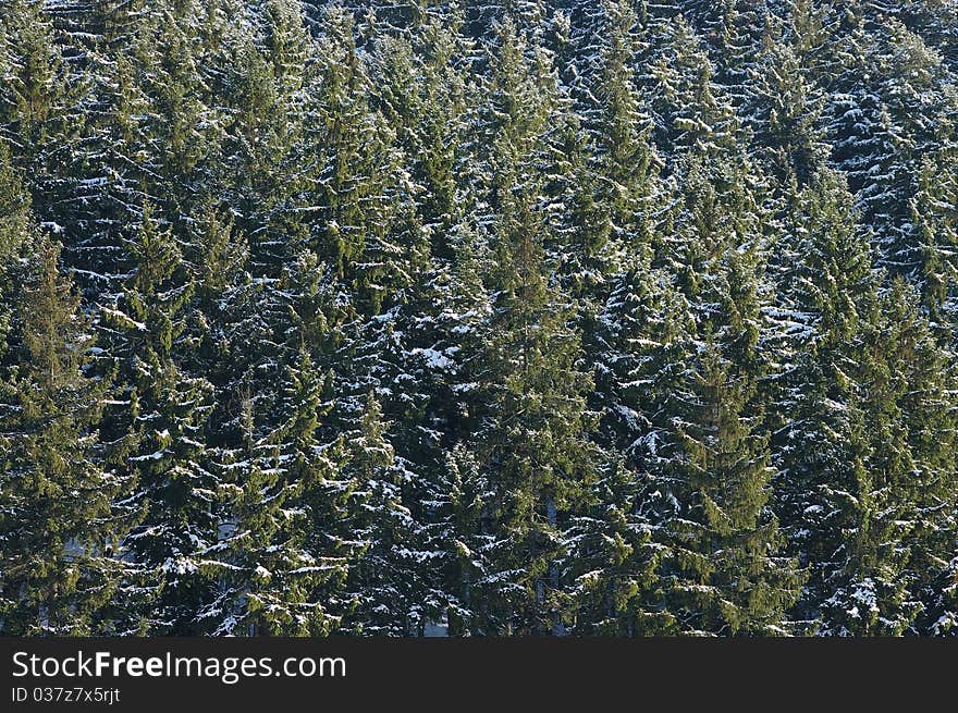 Spruce forest for natural background