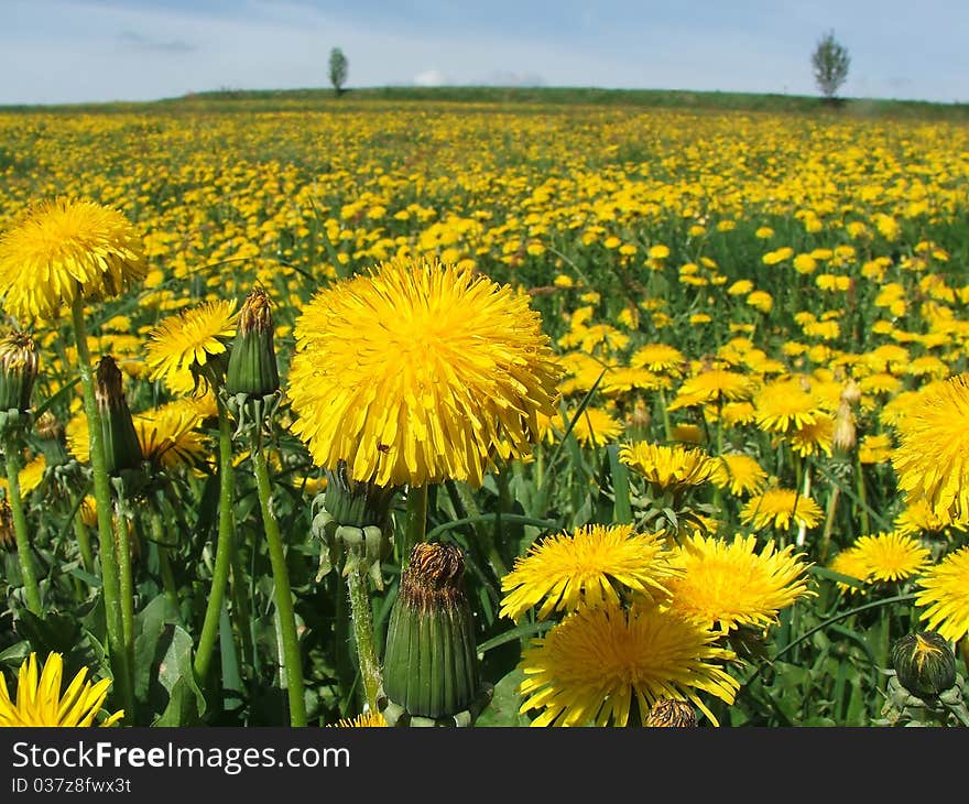 Soft-thistle Flowers