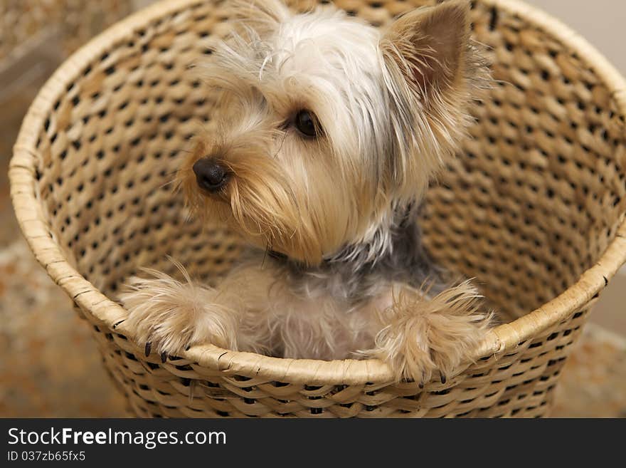 Puppy Yorkshire Terrier siting on basket