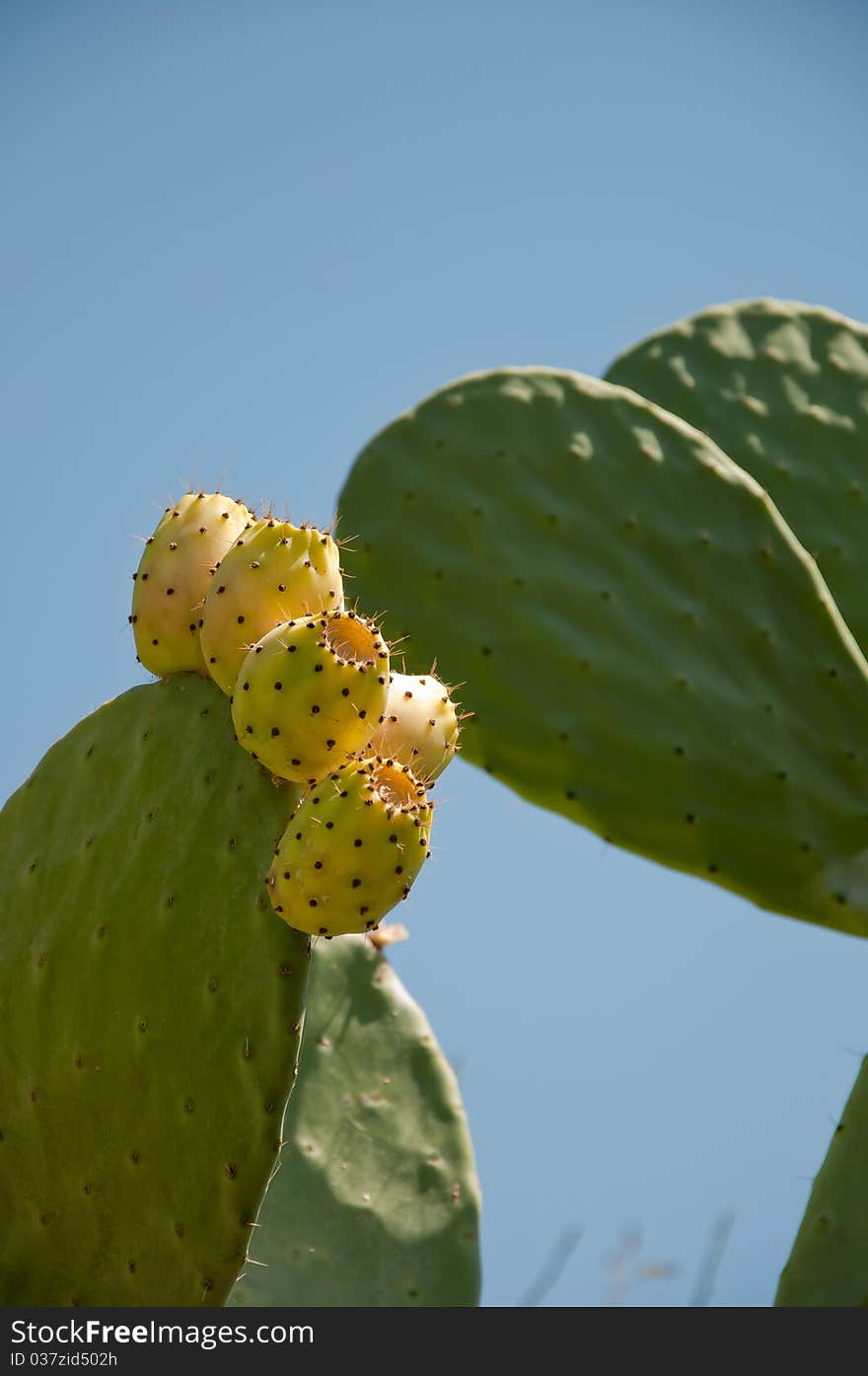 Fig prickly pear, fruit, plant