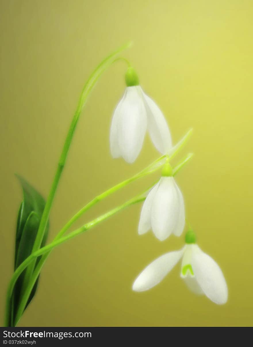 Tender snowdrops background