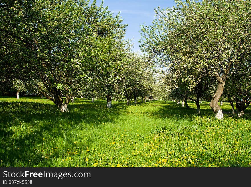 Blossoming green apple orchard trees in spring. Blossoming green apple orchard trees in spring