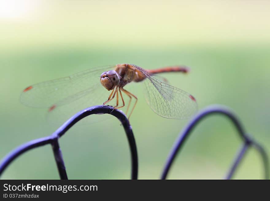 Dragonfly on wrought iron garden decoration.