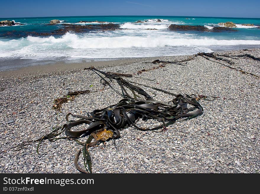 Seaweeds on a remote beach