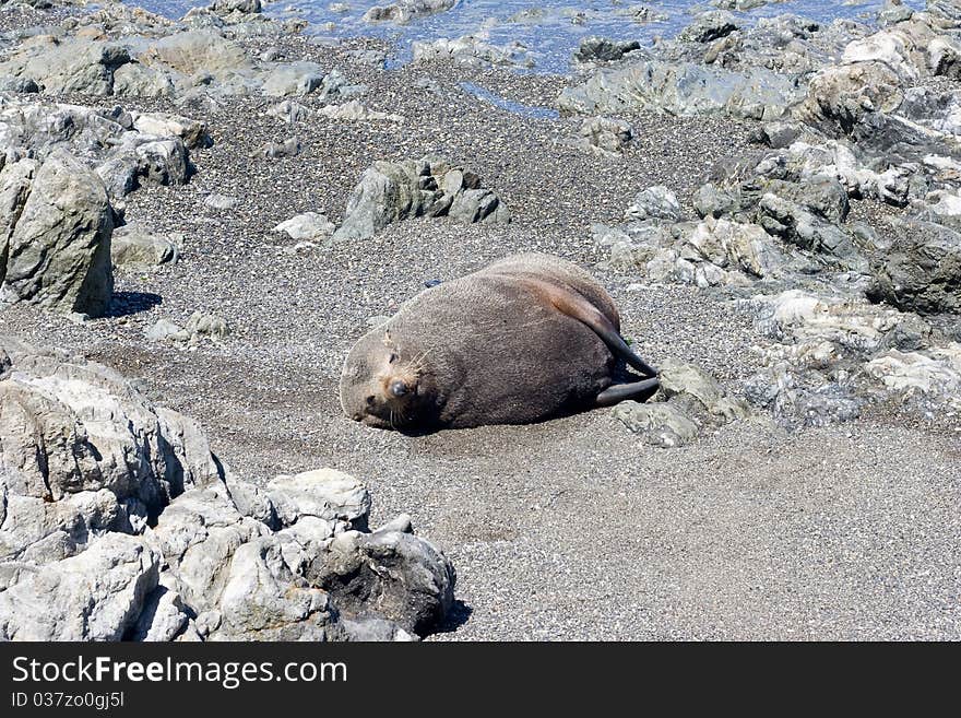 Seal on a beach