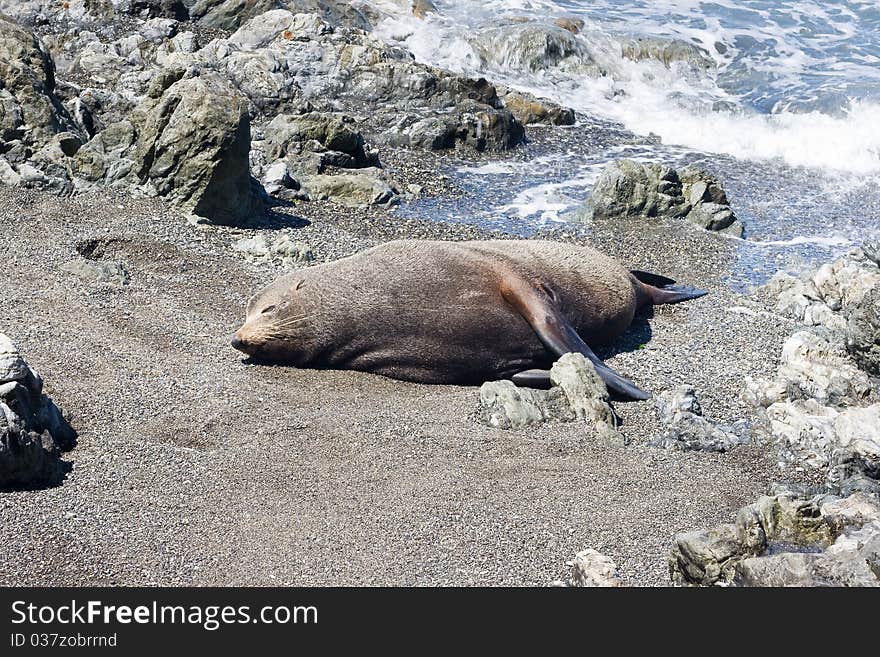 Seal rests on a beach in Abel Tasman National Park, New Zealand. Seal rests on a beach in Abel Tasman National Park, New Zealand