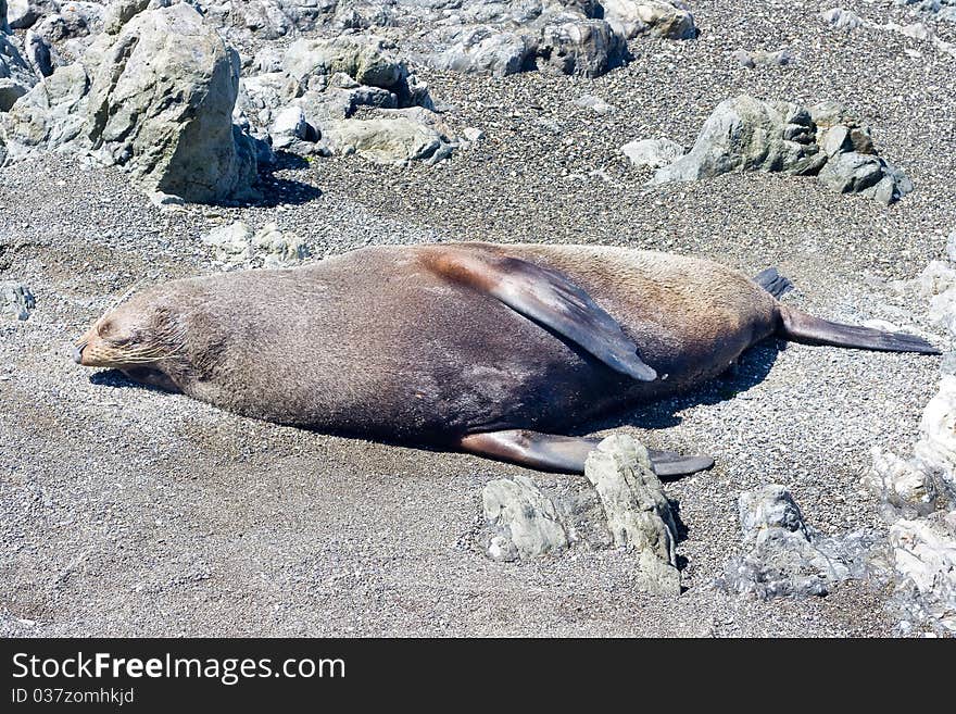 Seal rests on a beach in Abel Tasman National Park, New Zealand. Seal rests on a beach in Abel Tasman National Park, New Zealand