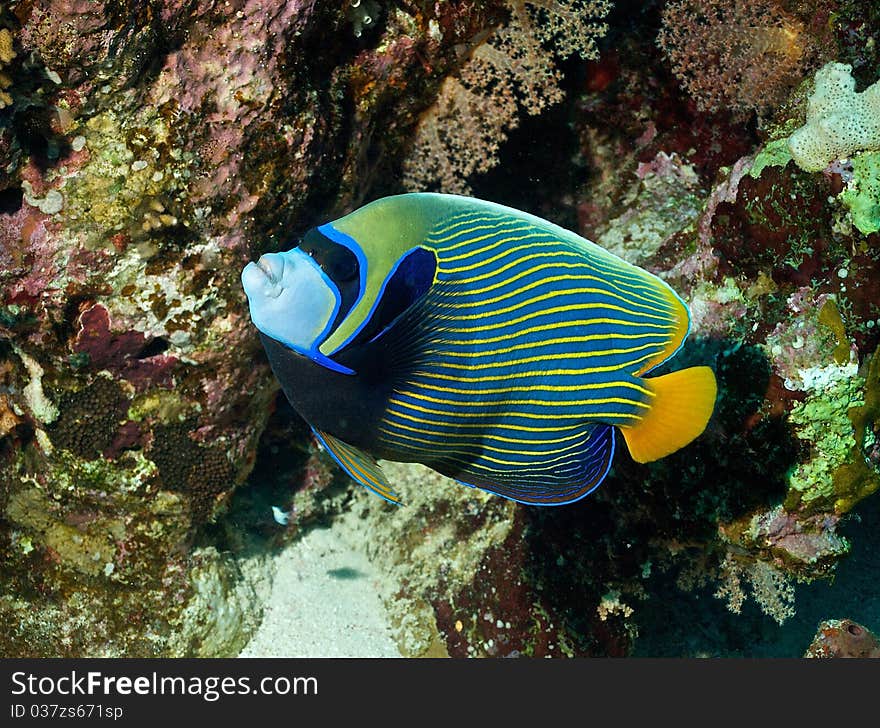 Emperator angelfish (Pomacanthus imperator) of Red Sea, Egyptia.