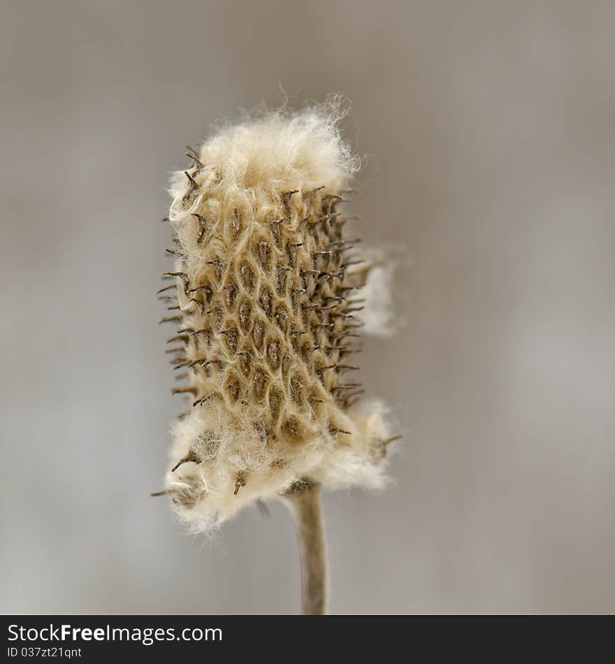 Shot of remnants of cattail showing white fibers and needles and complex inner structure on a winter day. Shot of remnants of cattail showing white fibers and needles and complex inner structure on a winter day.