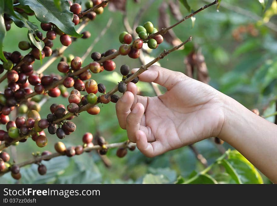 Hand picking coffee beans on a coffee tree