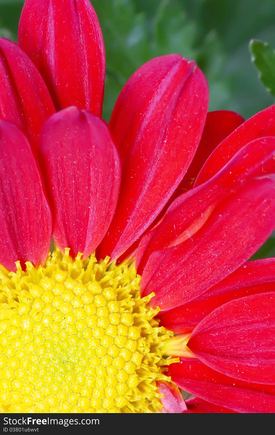 Chrysanthemum Flower