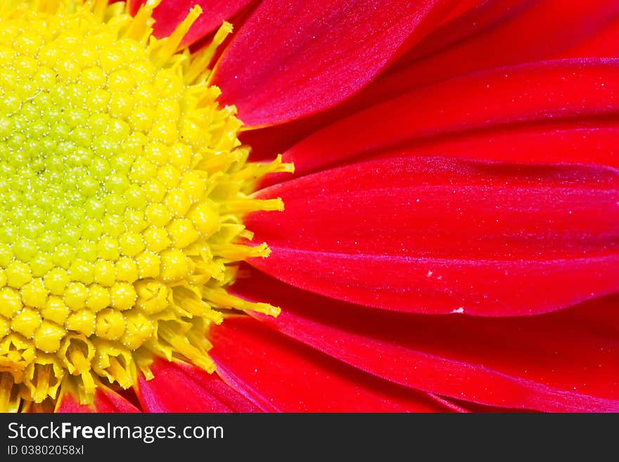 Chrysanthemum