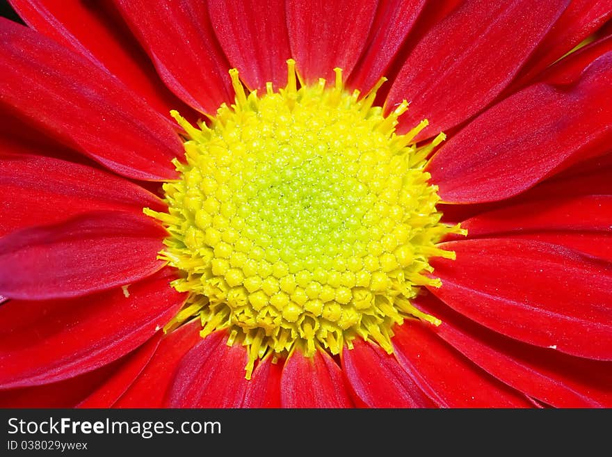 Chrysanthemum