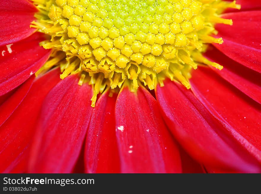 Chrysanthemum