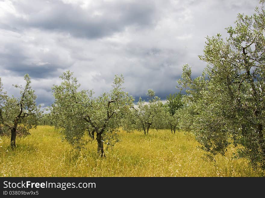 A olive grove in the middle of Tuscany, with a dark cloudy sky above