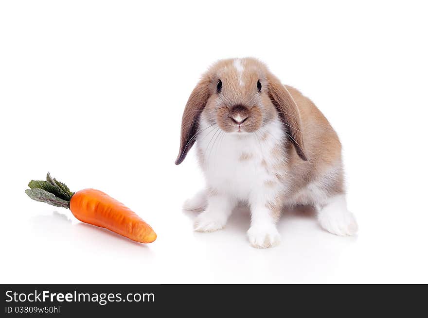 Little rabbit on a white background