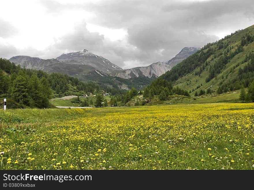 Yellow flowers between the mountains