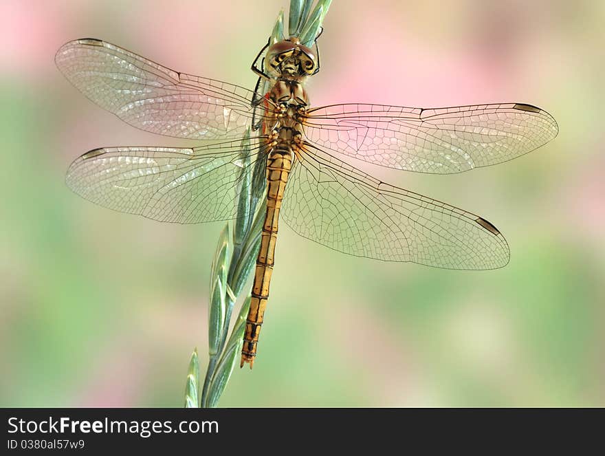 Dragonfly Sympetrum Vulgatum (female)