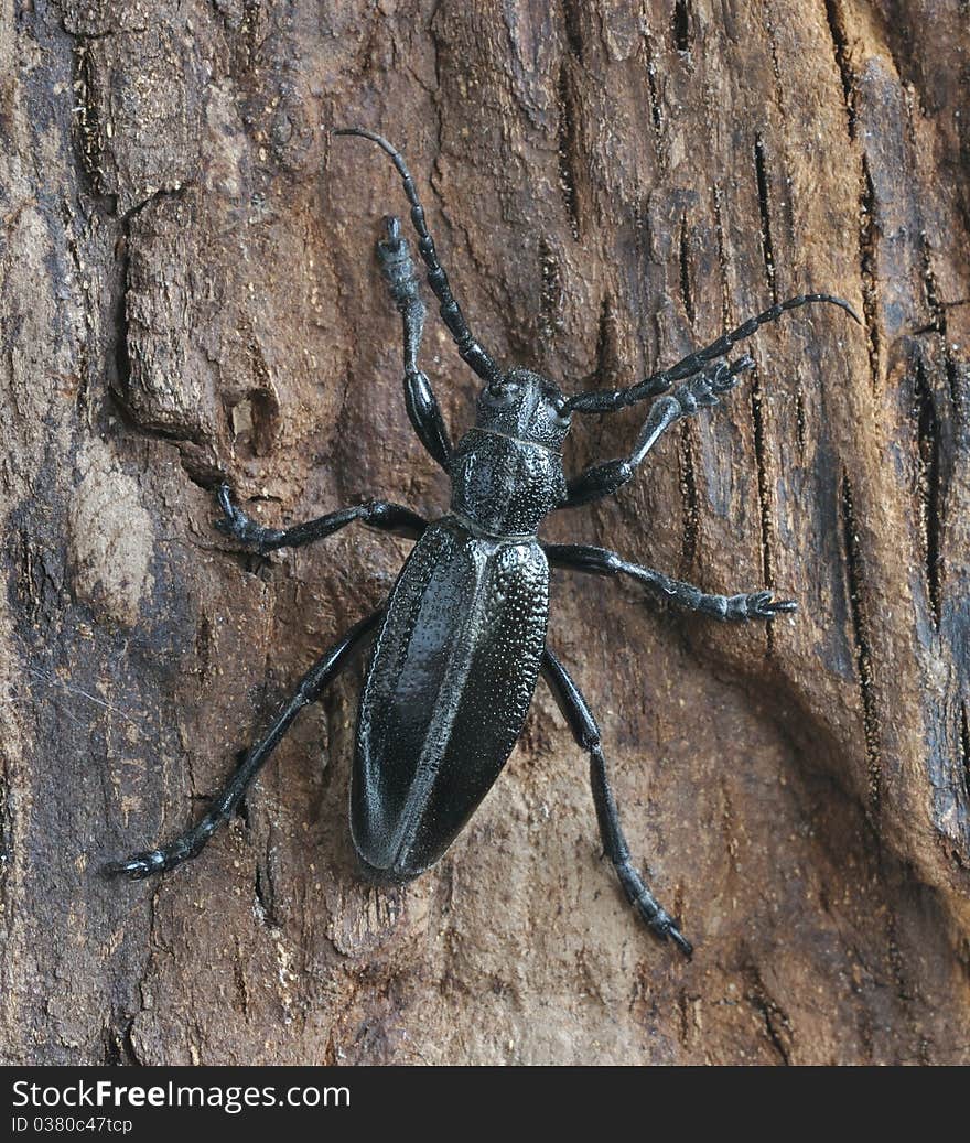 Carinatodorcadion carinatum on the rind