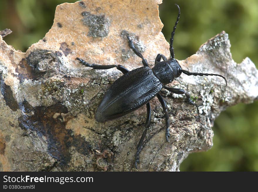 Carinatodorcadion carinatum on the rind