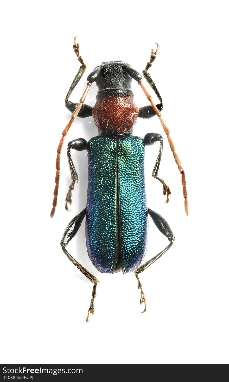 Certallum ebulinum on the white background