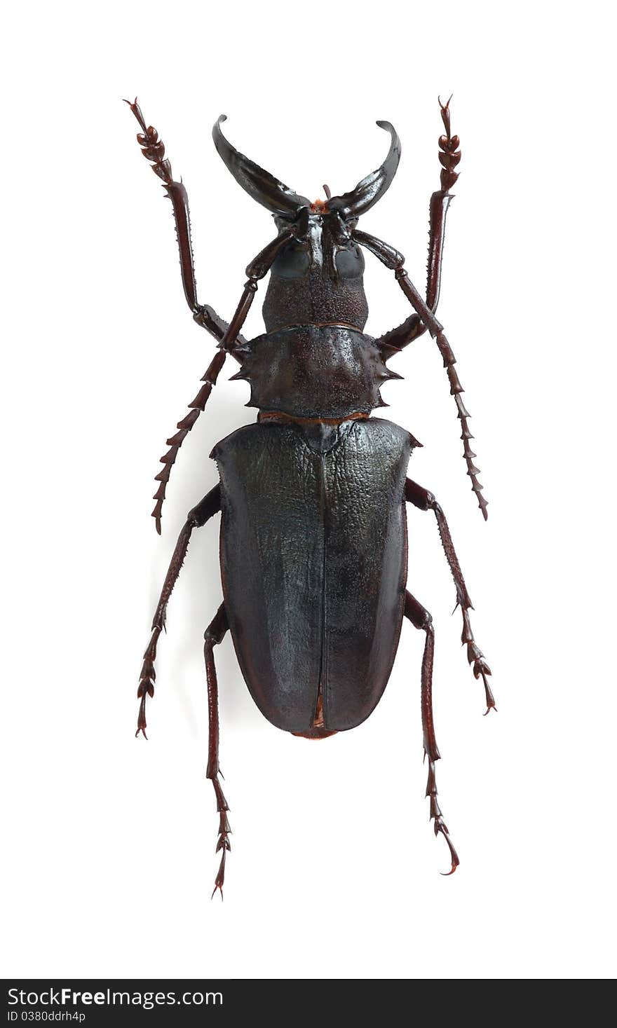 Dorysthenes walkeri on the white background