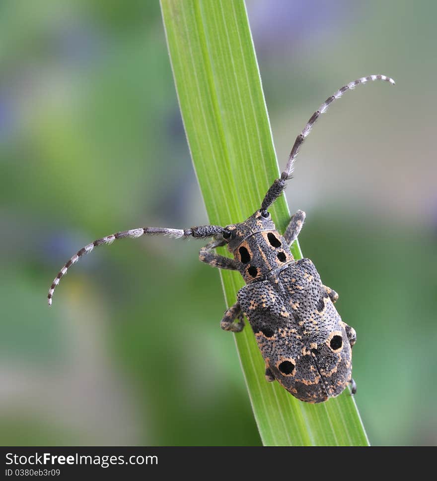 Mesosa curculionoides