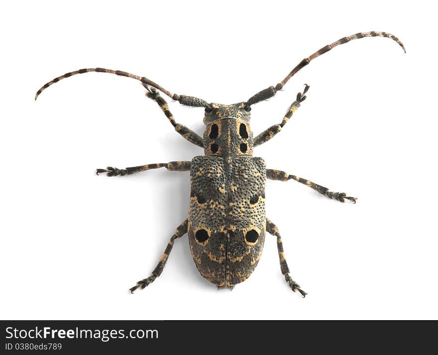 Mesosa curculionoides on the white background