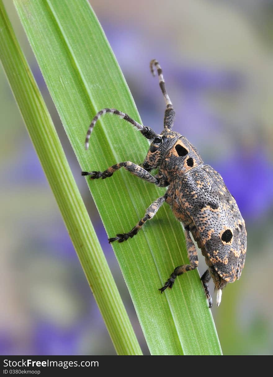 Mesosa curculionoides